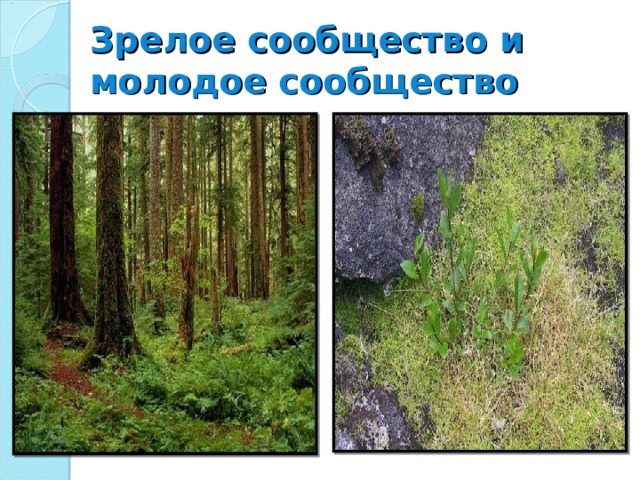 Зрелое сообщество и молодое сообщество 
