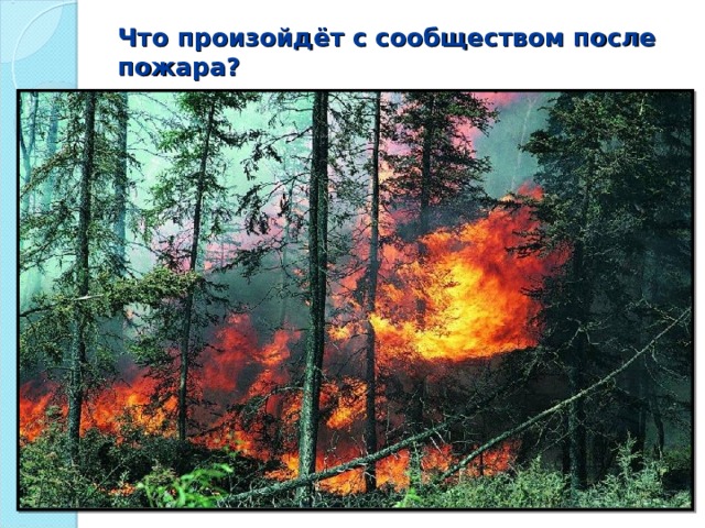 Что произойдёт с сообществом после пожара?   
