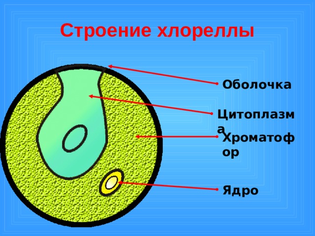 Строение хлореллы Оболочка Цитоплазма Хроматофор  Вот клеточная оболочка. Она покрывает снаружи клетку хлореллы, как и любую другую растительную клетку.  Ну а это, конечно же, ядро. Его узнать нетрудно.  Основная часть клетки занята хроматофором. Именно в нем находится зеленый пигмент хлорофилл. Это значит, что фотосинтез у водорослей проходит в хроматофоре, а не в хлоропластах, как у других растений. Ядро 15