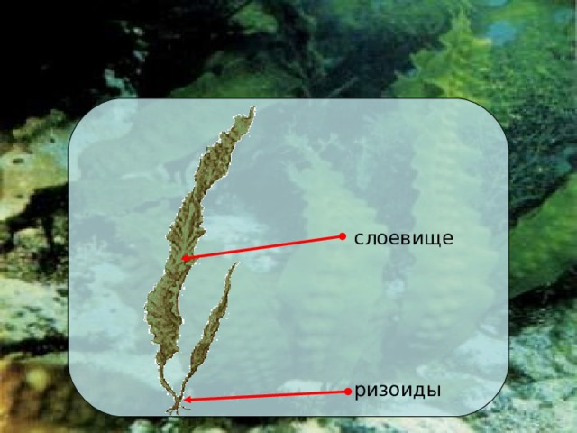 Строение морских водорослей слоевище Давай внимательно рассмотрим строение морской водоросли. Вот ламинария. На первый взгляд, кажется, что у нее есть корни, которыми она прочно держится за камни, стебельки и длинные, слегка гофрированные листья. Однако, изучив строение этой водоросли, исследовав ее различные части под микроскопом, ученые выяснили, что у нее нет настоящих корней, стебля и листьев. Основная пластина, которую, на первый взгляд, вполне можно принять за лист,  - это слоевище. В нем нет таких сложных клеточных структур, как в настоящем листе.  Гораздо проще, чем настоящие корни, устроены и ризоиды, прочно удерживающие водоросль на грунте. Их задача - укрепить водоросль, но не всасывать воду. Зачем?! Ведь вода окружает ламинарию со всех сторон. ризоиды 15 18
