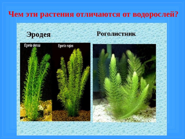 Чем эти растения отличаются от водорослей?