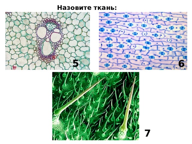 Как называется ткань с рисунком по низу