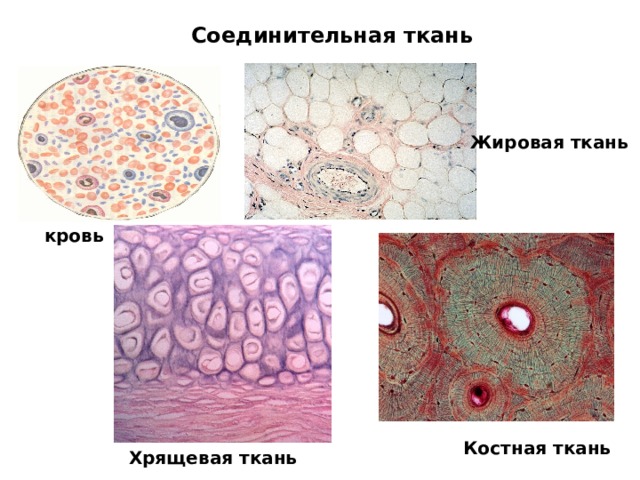 Соединительная ткань Жировая ткань кровь Костная ткань Хрящевая ткань 