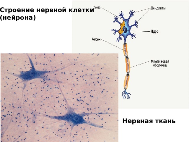 Строение нервной клетки (нейрона) Нервная ткань 
