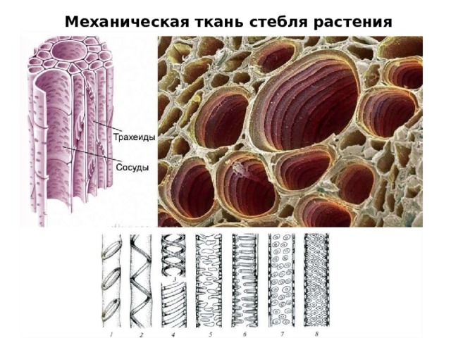 Механическая ткань стебля растения 