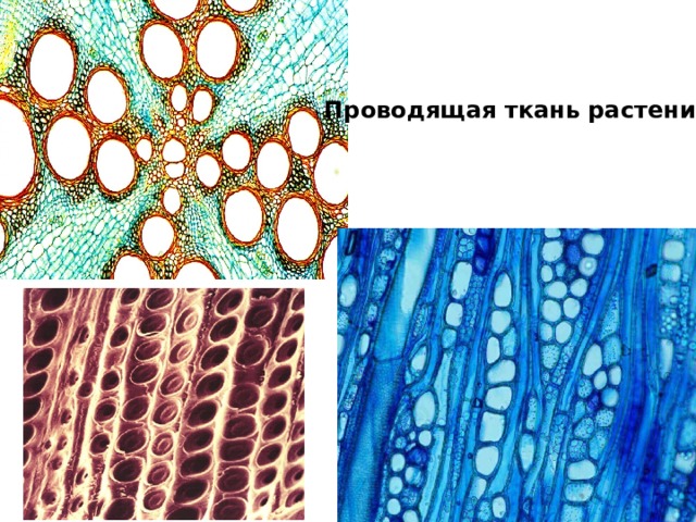 Проводящая ткань сосуды покровная ткань взаимосвязь. Ситовидные трубки под микроскопом. Ситовидные трубки флоэмы под микроскопом. Проводящая ткань растений под микроскопом. Проводящая ткань клетки.