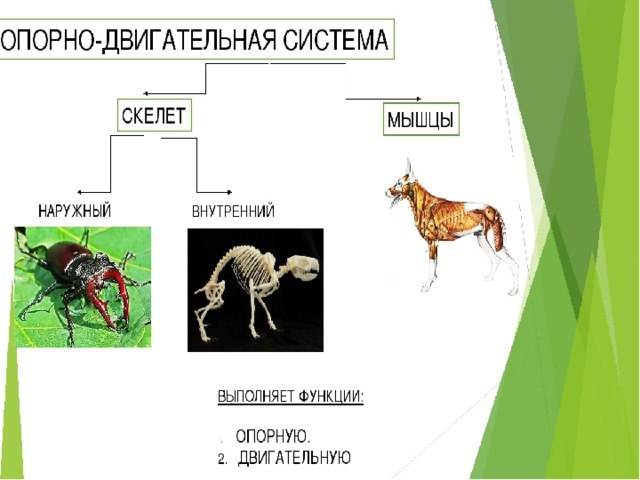 Наружные органы животных 3 класс. Картинки системы органов животных 5 класс. Технологическая карта 6 класс органы и системы органов животных.