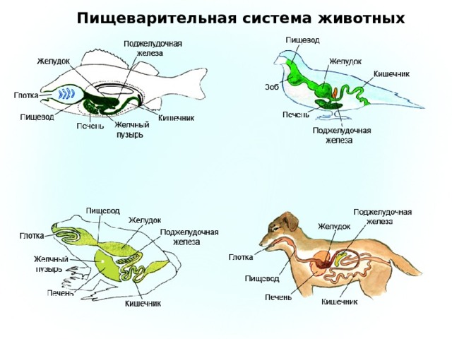 Практическая работа по теме "Эволюция пищеварительной системы животных" 7 класс