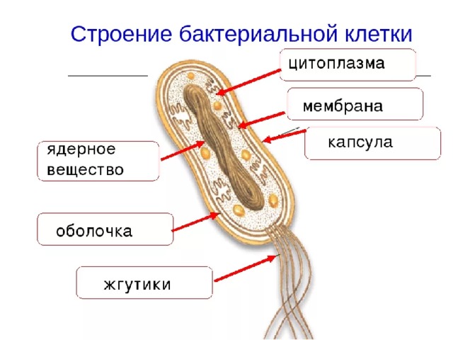 Строение бактериальной клетки рисунок с подписями рисунок