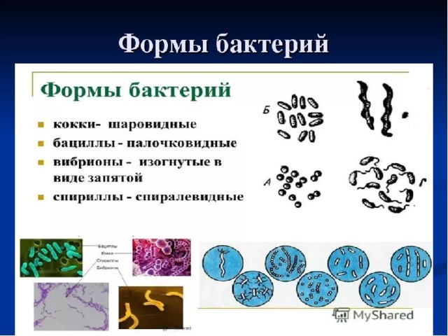 Назовите основные формы бактериальных клеток
