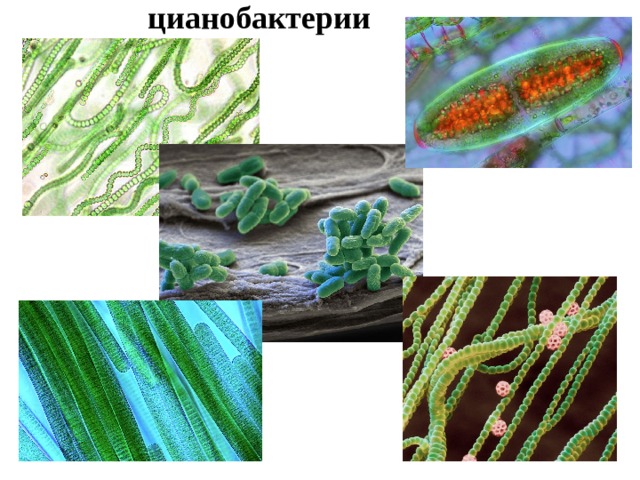 цианобактерии 