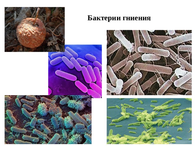 Бактерии гниения 