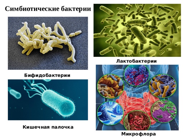 Симбиотические бактерии Лактобактерии  Бифидобактерии  Кишечная палочка Микрофлора  