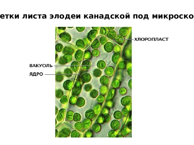 Клетки листа элодеи канадской под микроскопом 