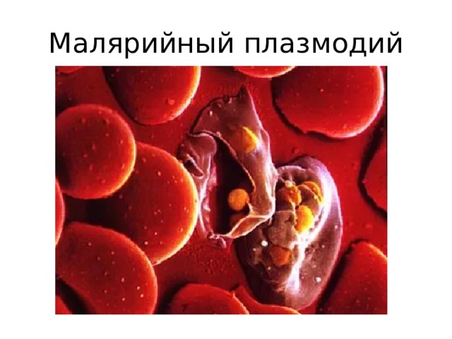 Малярийный плазмодий 
