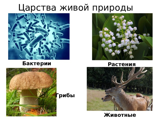 Тело природы 5 класс