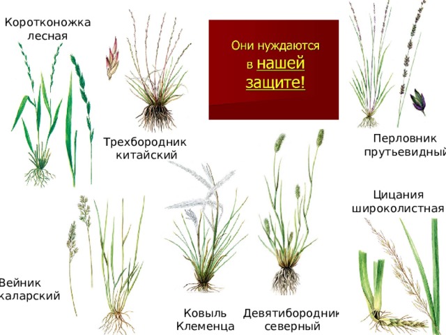 Коротконожка лесная Перловник прутьевидный Трехбородник китайский Цицания широколистная Вейник каларский Девятибородник Ковыль северный Клеменца 