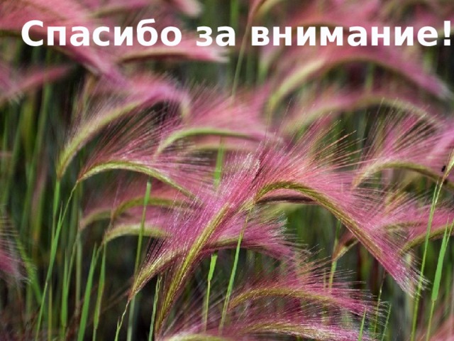 Спасибо за внимание! 