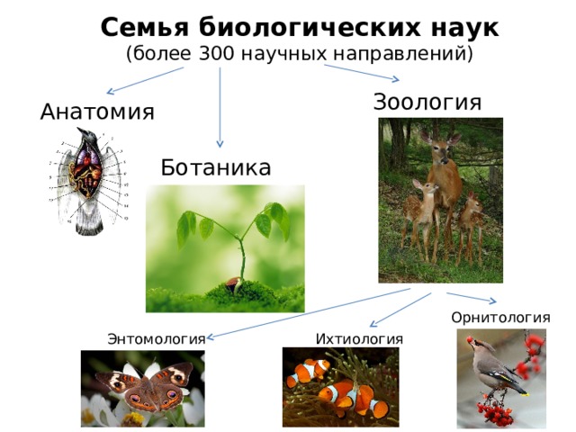 Семья биологических наук (более 300 научных направлений) Зоология Анатомия Ботаника Орнитология Энтомология Ихтиология 