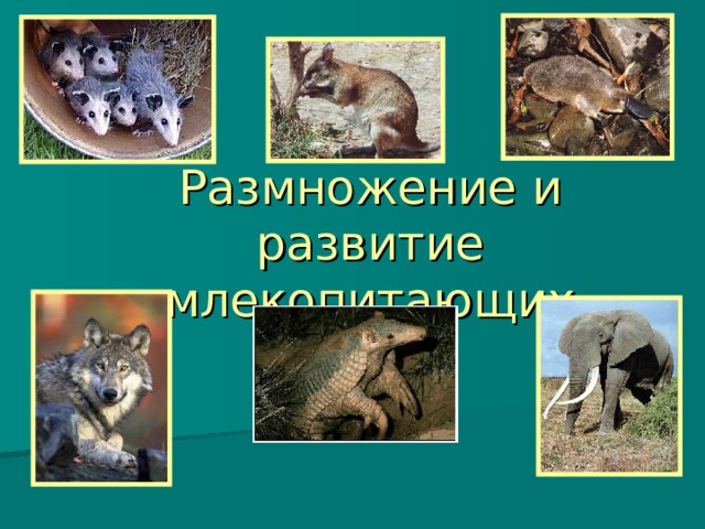 Размножение и развитие млекопитающих 