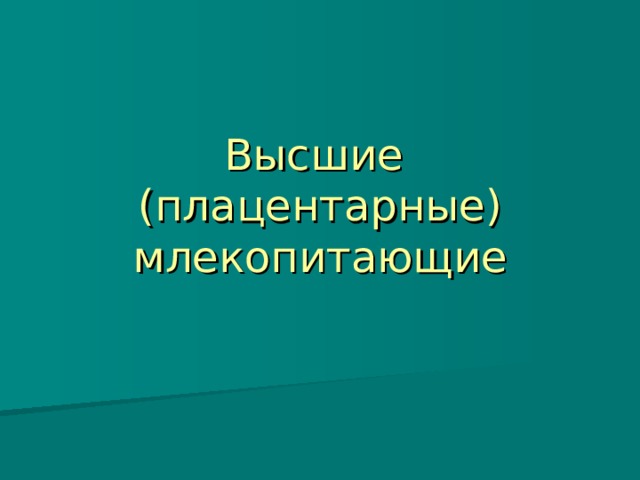 Высшие  (плацентарные)  млекопитающие 