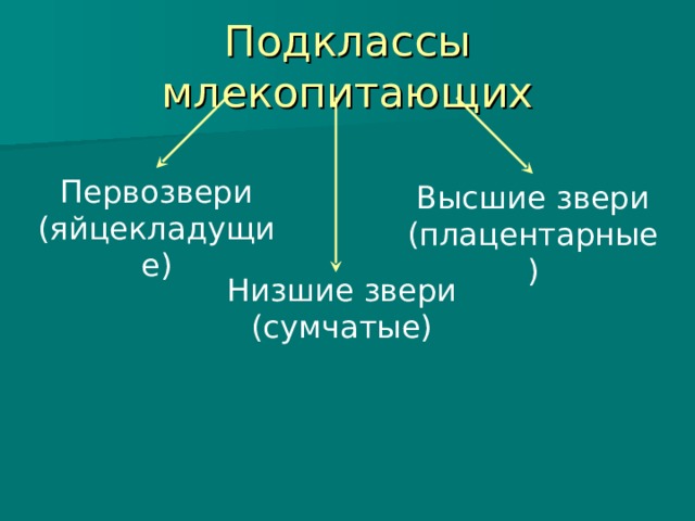 Подклассы млекопитающих Первозвери (яйцекладущие) Высшие звери (плацентарные) Низшие звери (сумчатые) 