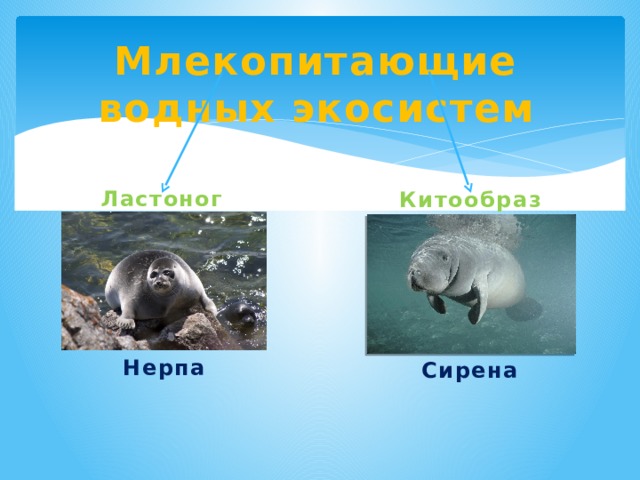 Млекопитающие водных экосистем Ластоногие Китообразные Нерпа Сирена 