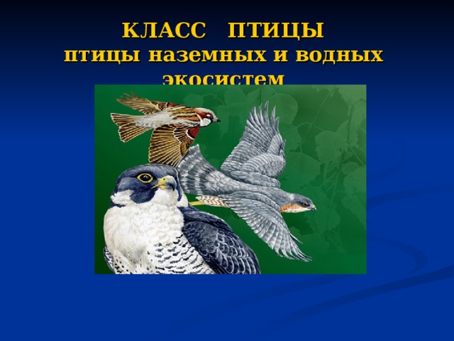 Урок класс птицы