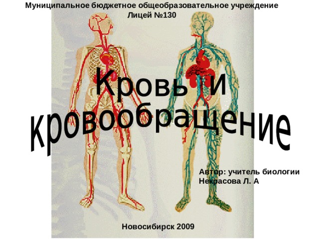 Схема кровотока человека
