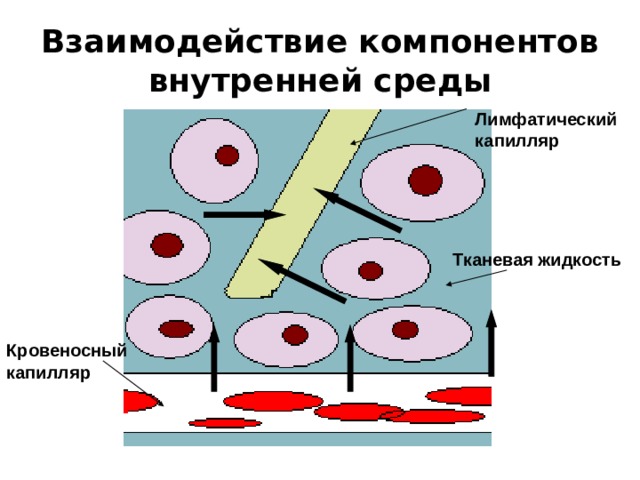 На рисунке изображен фрагмент кровеносного капилляра какой процесс протекает в кровеносном сосуде