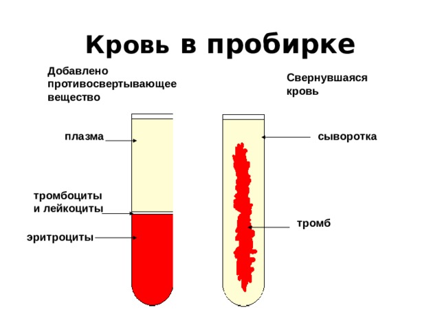 Сыворотка крови отличается от плазмы отсутствием Foto 16