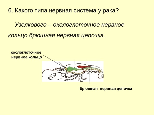 Вдоль всего тела тянется брюшная нервная цепочка