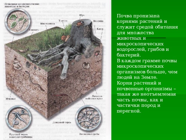 Организм-живое существо. Бактерии и вирусы.