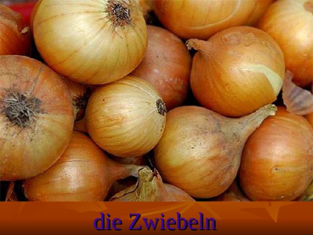 die Zwiebeln