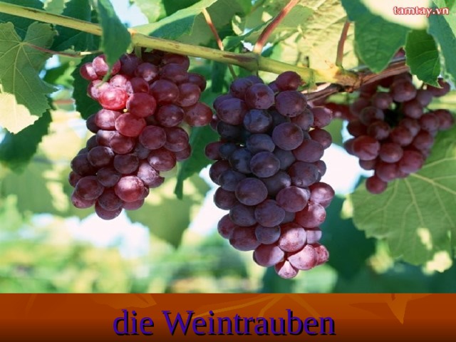 die Weintrauben