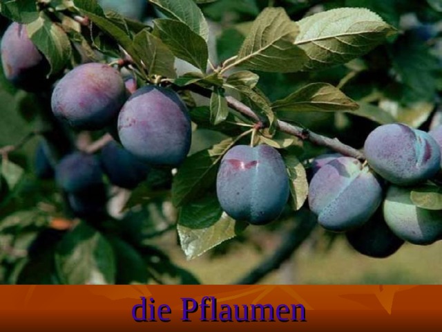 die Pflaumen
