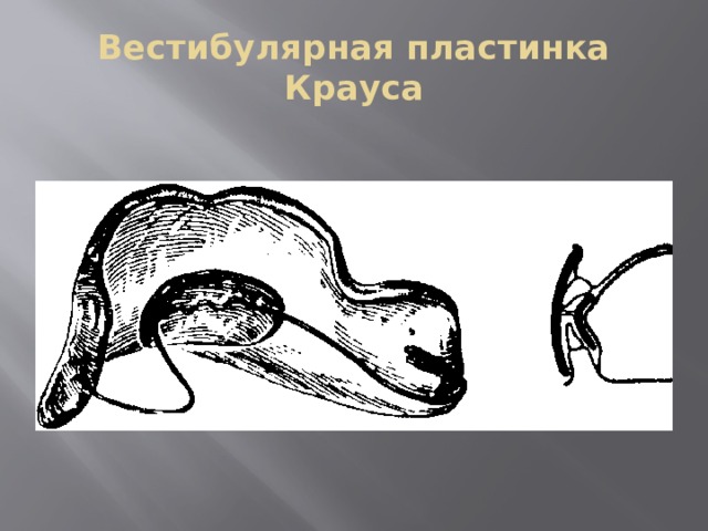 Ортодонтические аппараты презентация