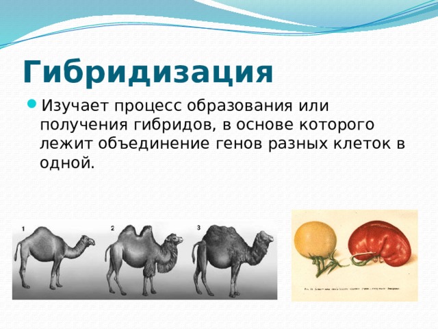 Гибридизация Изучает процесс образования или получения гибридов, в основе которого лежит объединение генов разных клеток в одной. 
