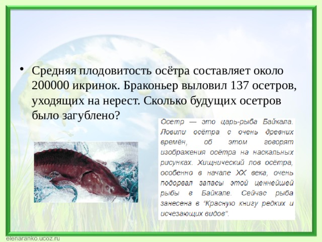 Средняя плодовитость осётра составляет около 200000 икринок. Браконьер выловил 137 осетров, уходящих на нерест. Сколько будущих осетров было загублено? 