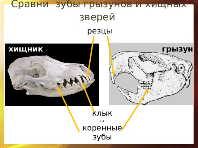 Какую особенность имеют резцы у грызунов. Зубная система грызунов. Коренные зубы грызунов.