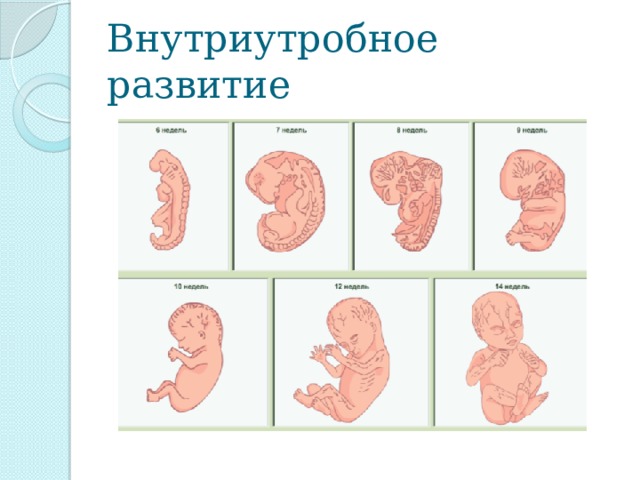 Внутриутробное развитие организма развитие после рождения. Внутриутробное развитие. Схема внутриутробного развития человека. Внутриутробный период развития ребенка. Внутриутробное развитие человека биология.