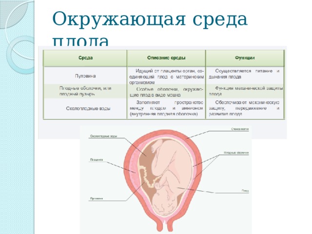 Беременность и роды биология 8