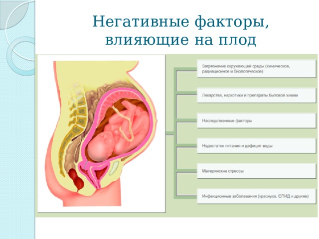 Беременность и роды биология 8. Факторы влияющие на внутриутробное развитие. Факторы положительно влияющие на внутриутробное развитие плода. Внутриутробный Тип развития. Установите последовательность внутриутробных периодов развития.