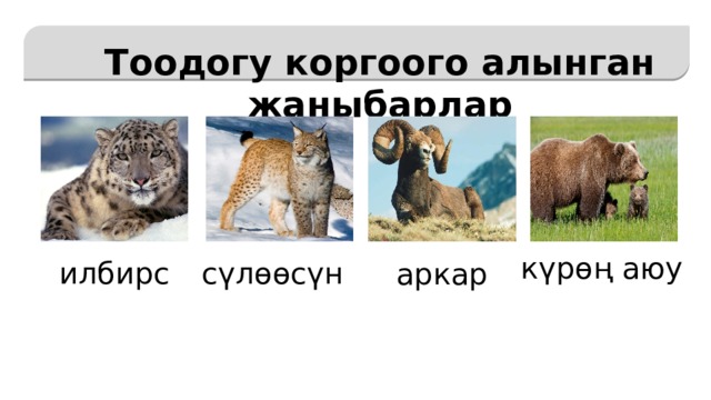   Тоодогу коргоого алынган жаныбарлар күрөң аюу илбирс сүлөөсүн аркар 
