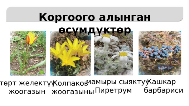   Коргоого алынган өсүмдүктөр мамыры сыяктуу  Кашкар  Пиретрум  барбариси төрт желектүү  жоогазын  Колпаков  жоогазыны 