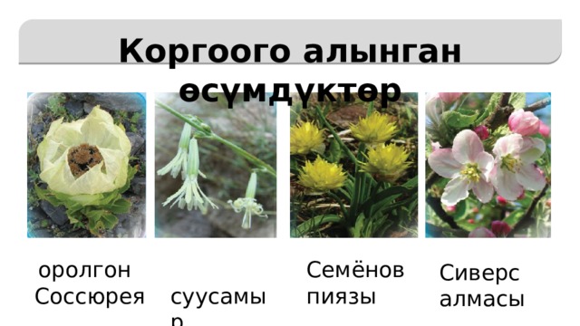   Коргоого алынган өсүмдүктөр Семёнов  суусамыр Смолёвка  оролгон пиязы  Соссюрея Сиверс алмасы 