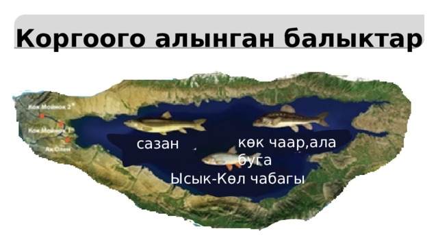   Коргоого алынган балыктар көк чаар,ала буга сазан Ысык-Көл чабагы 