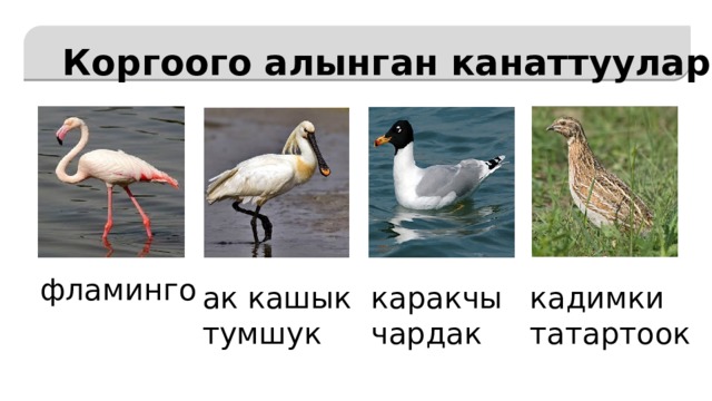    Коргоого алынган канаттуулар фламинго ак кашык кадимки тумшук татартоок каракчы чардак 