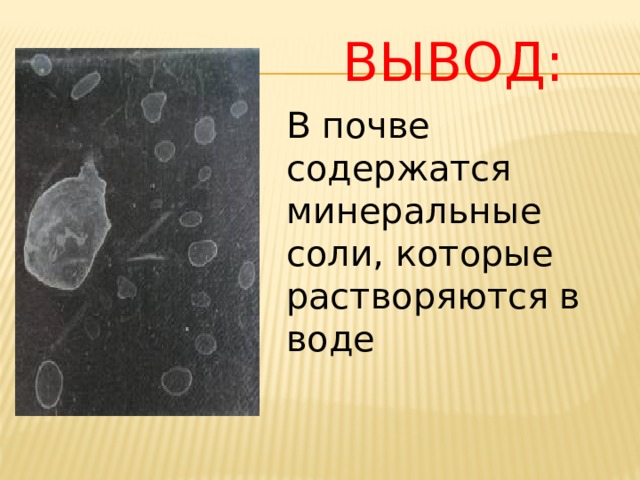  Вывод: В почве содержатся минеральные соли, которые растворяются в воде 