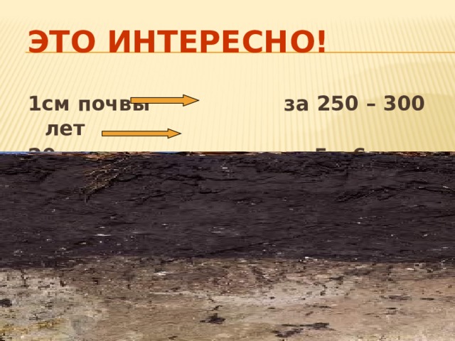 Это интересно! 1см почвы за 250 – 300 лет 20см за 5 – 6 тысяч лет  18 